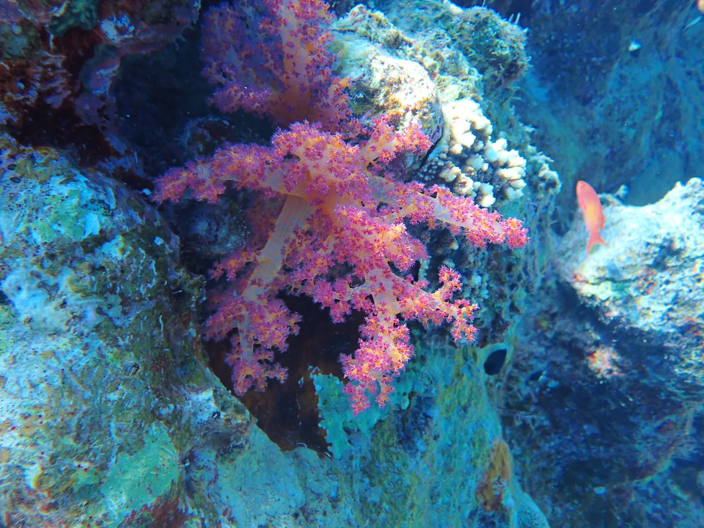 Berenice - Mar Rosso - berenice-mar-rosso-003.webp