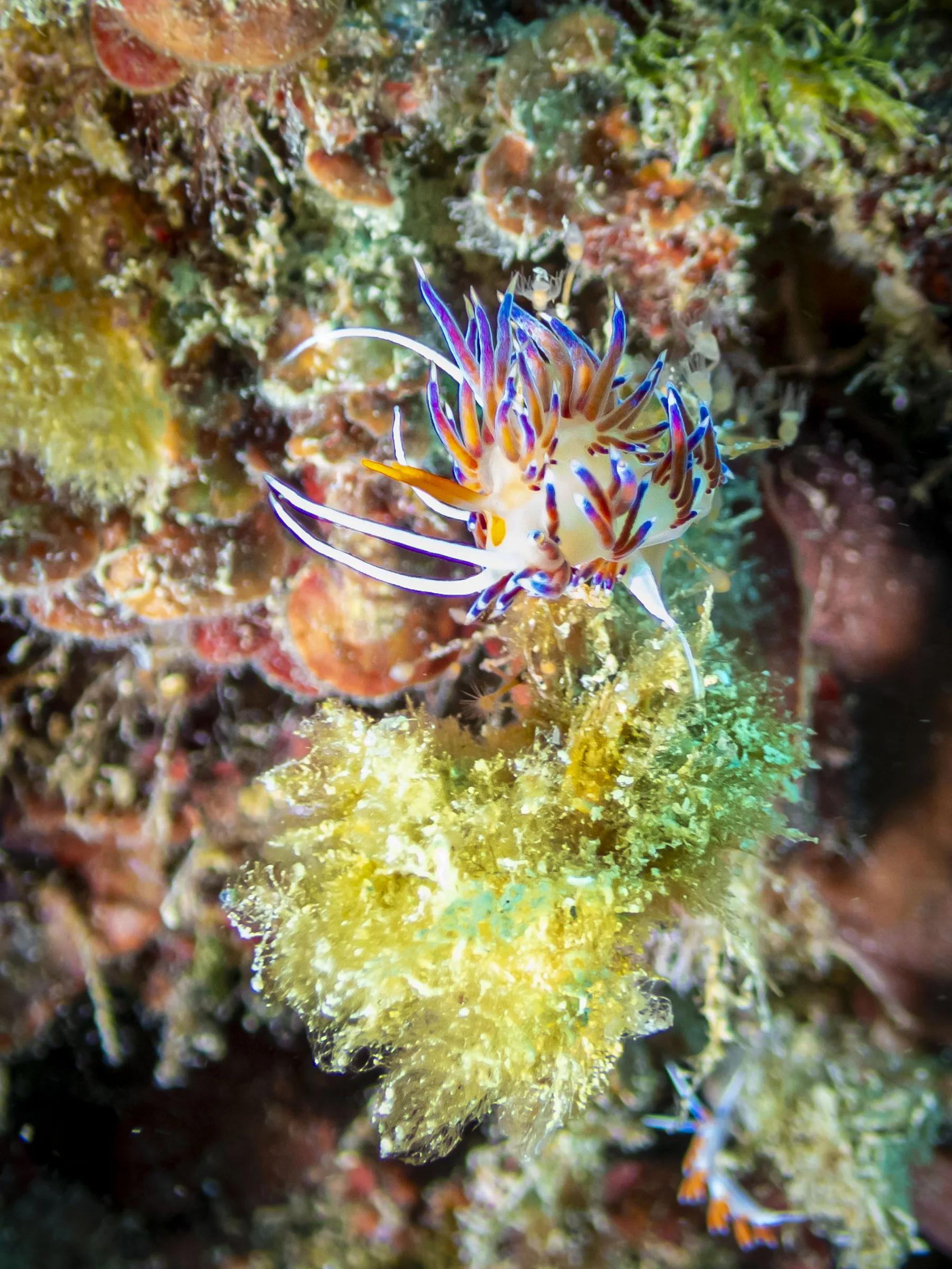 Banjole - Croazia - banjole-croazia-002.webp