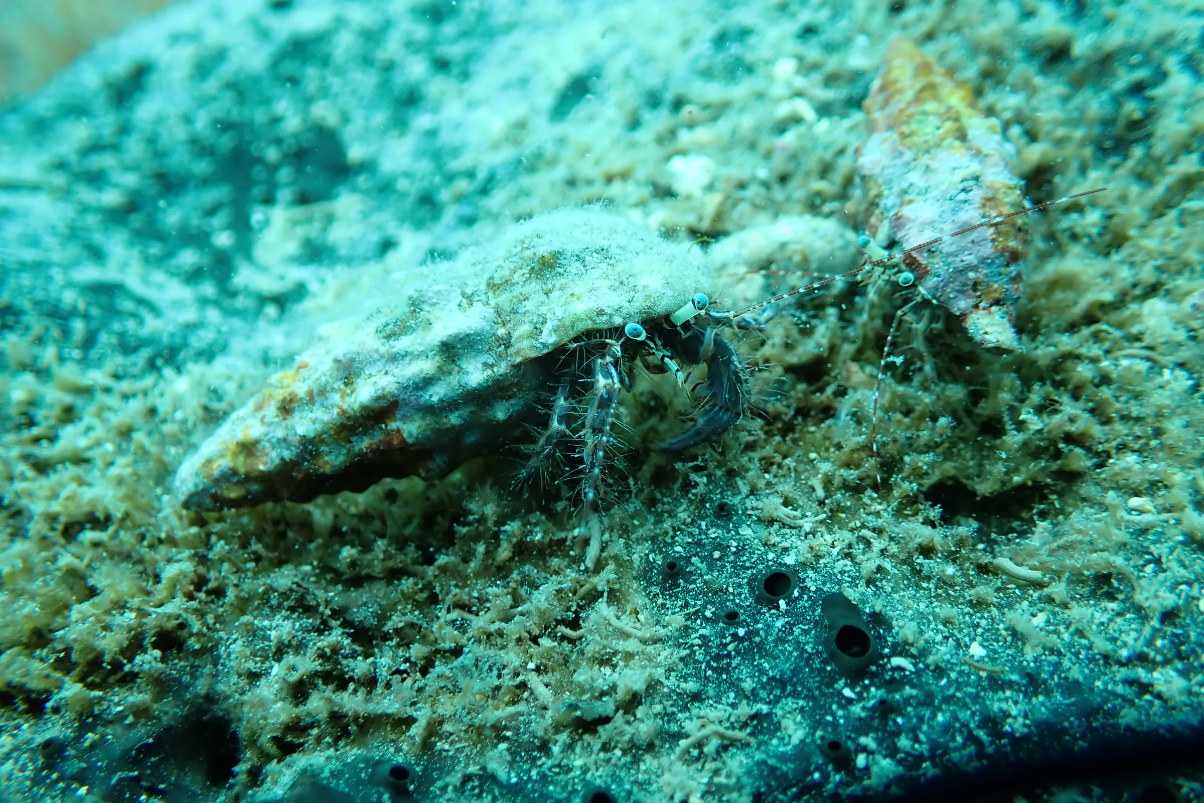 Banjole - Croazia - banjole-croazia-005.webp