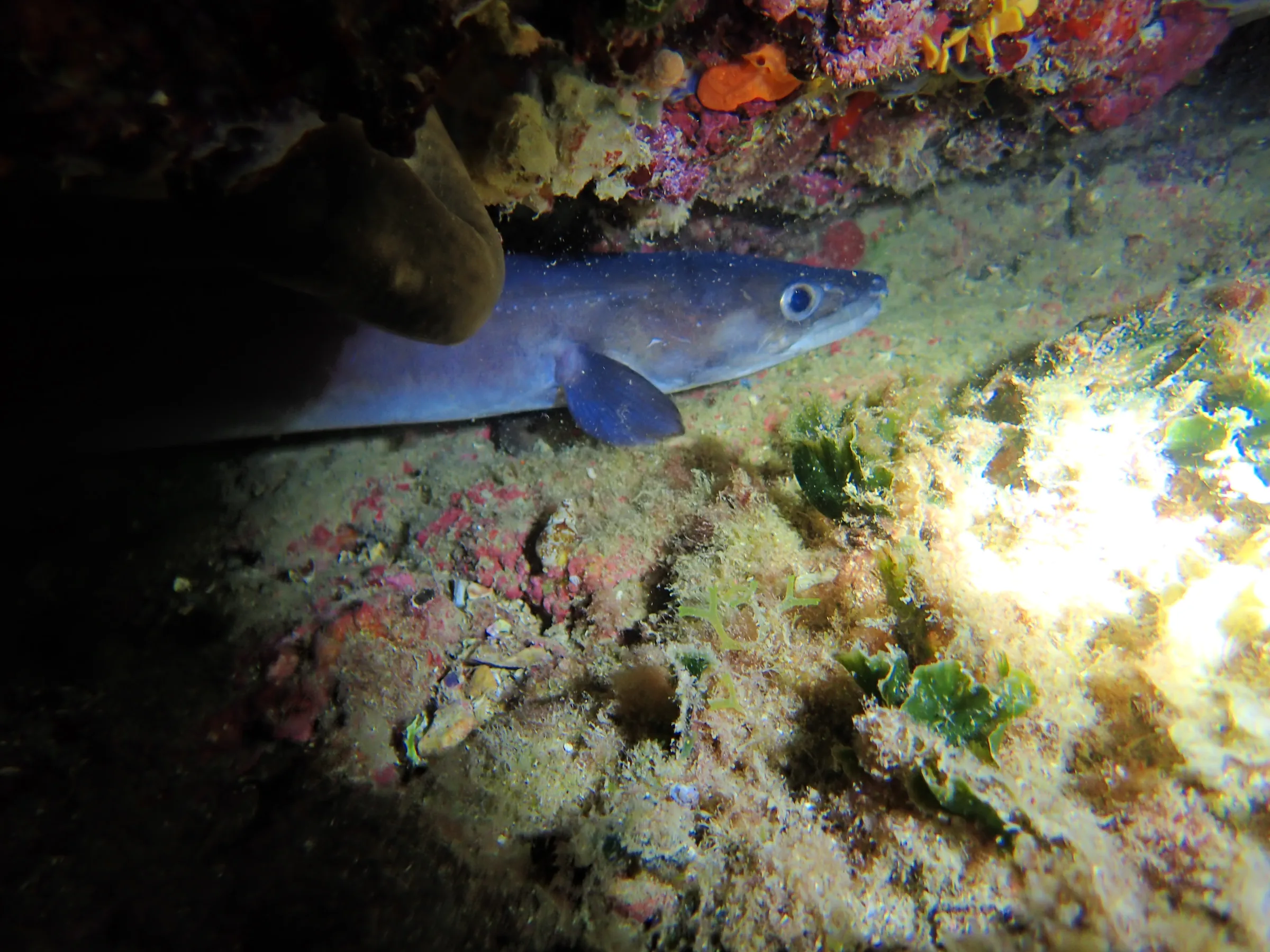 Banjole - Croazia - banjole-croazia-008.webp