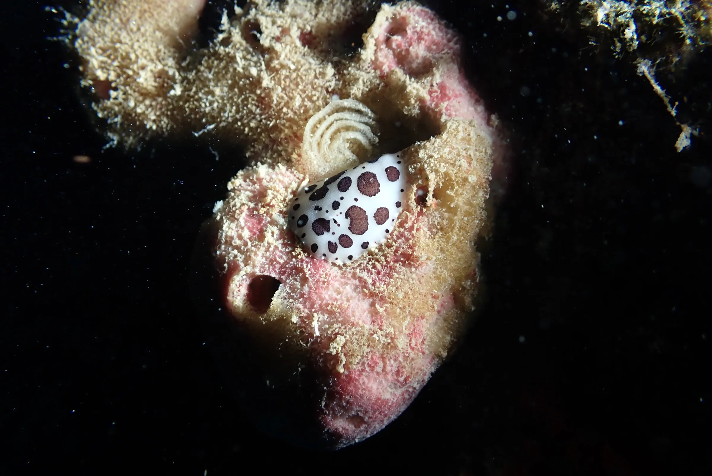 Banjole - Croazia - banjole-croazia-009.webp