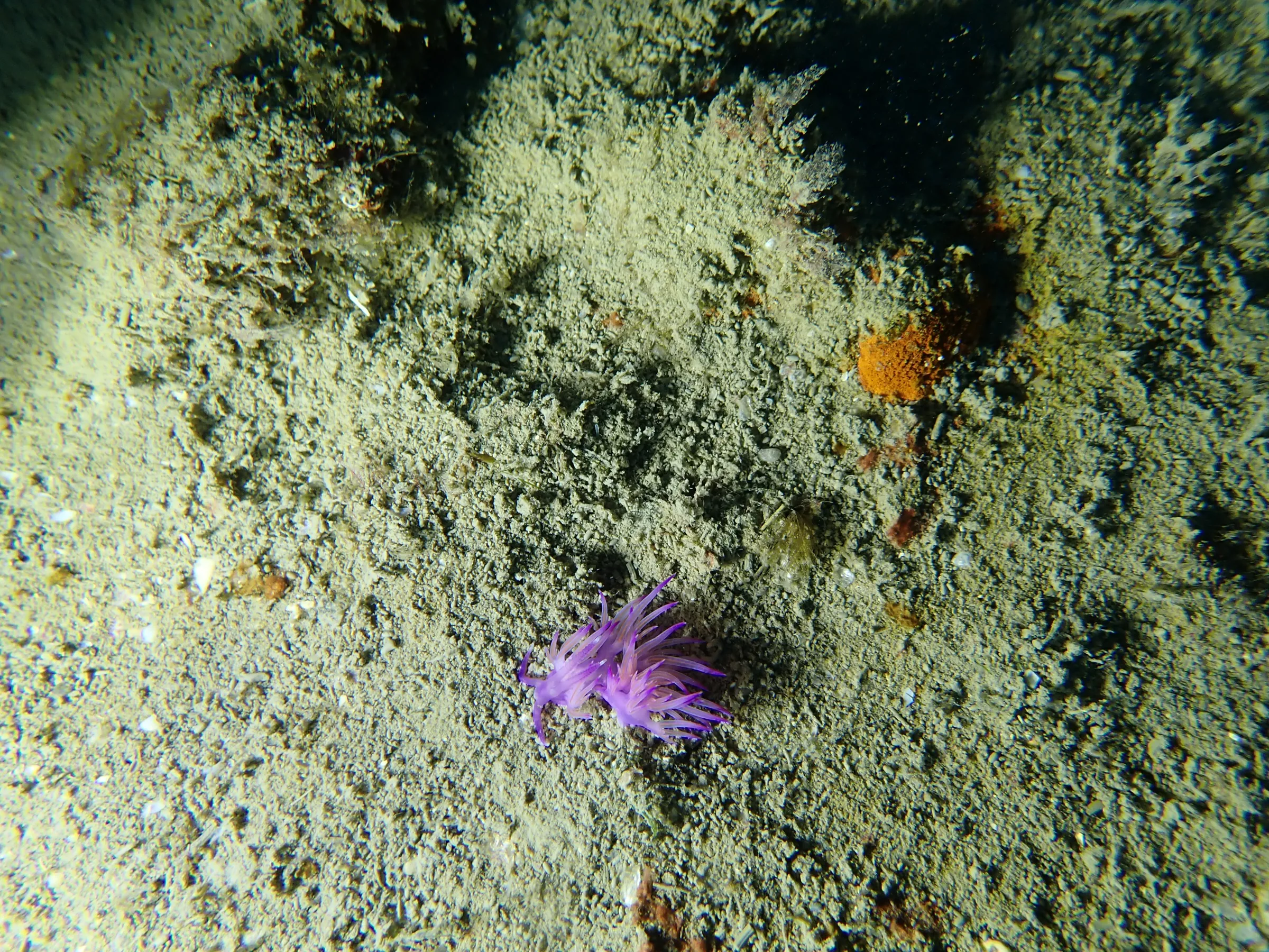 Banjole - Croazia - banjole-croazia-011.webp