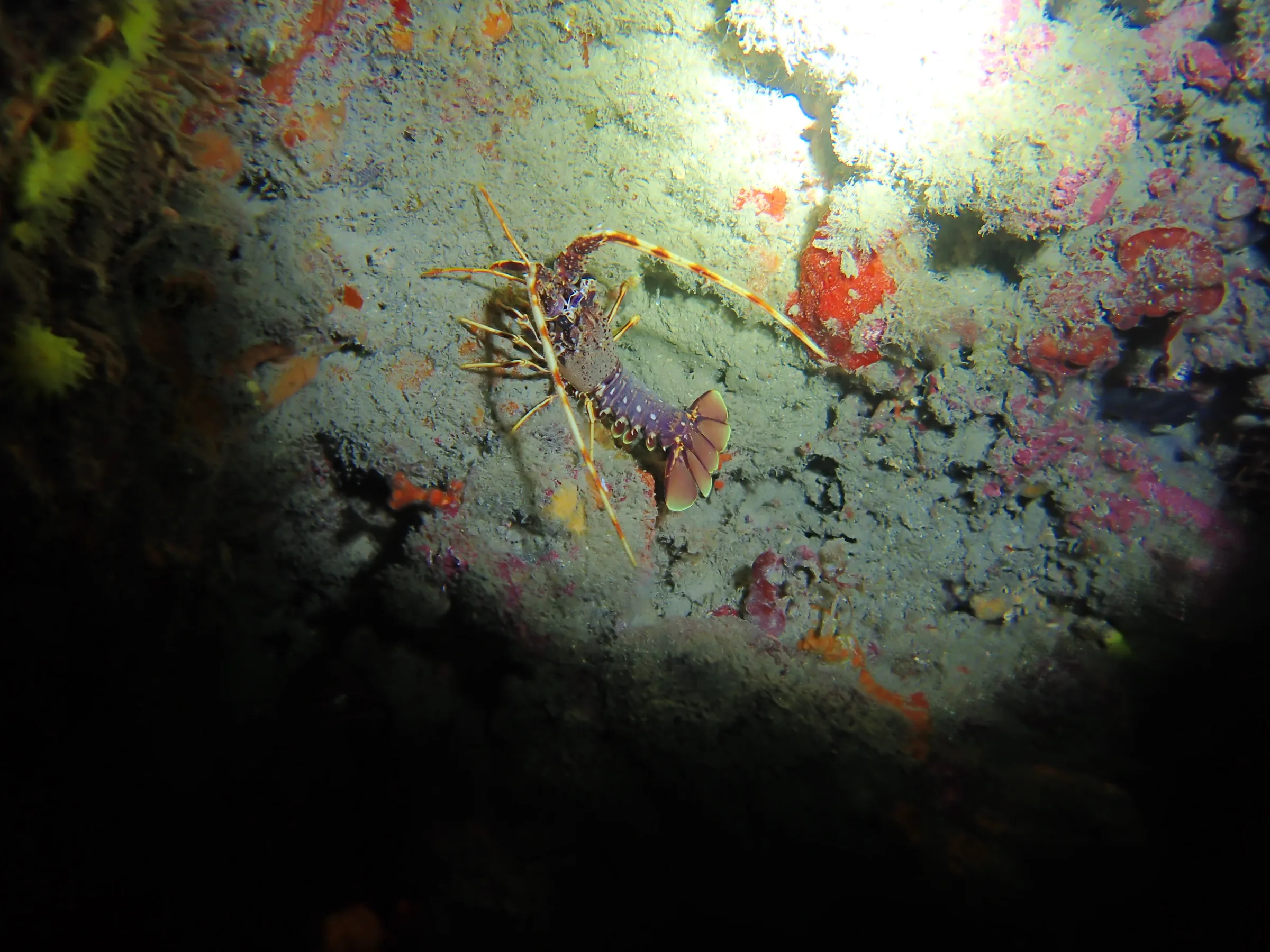 Banjole - Croazia - banjole-croazia-014.webp