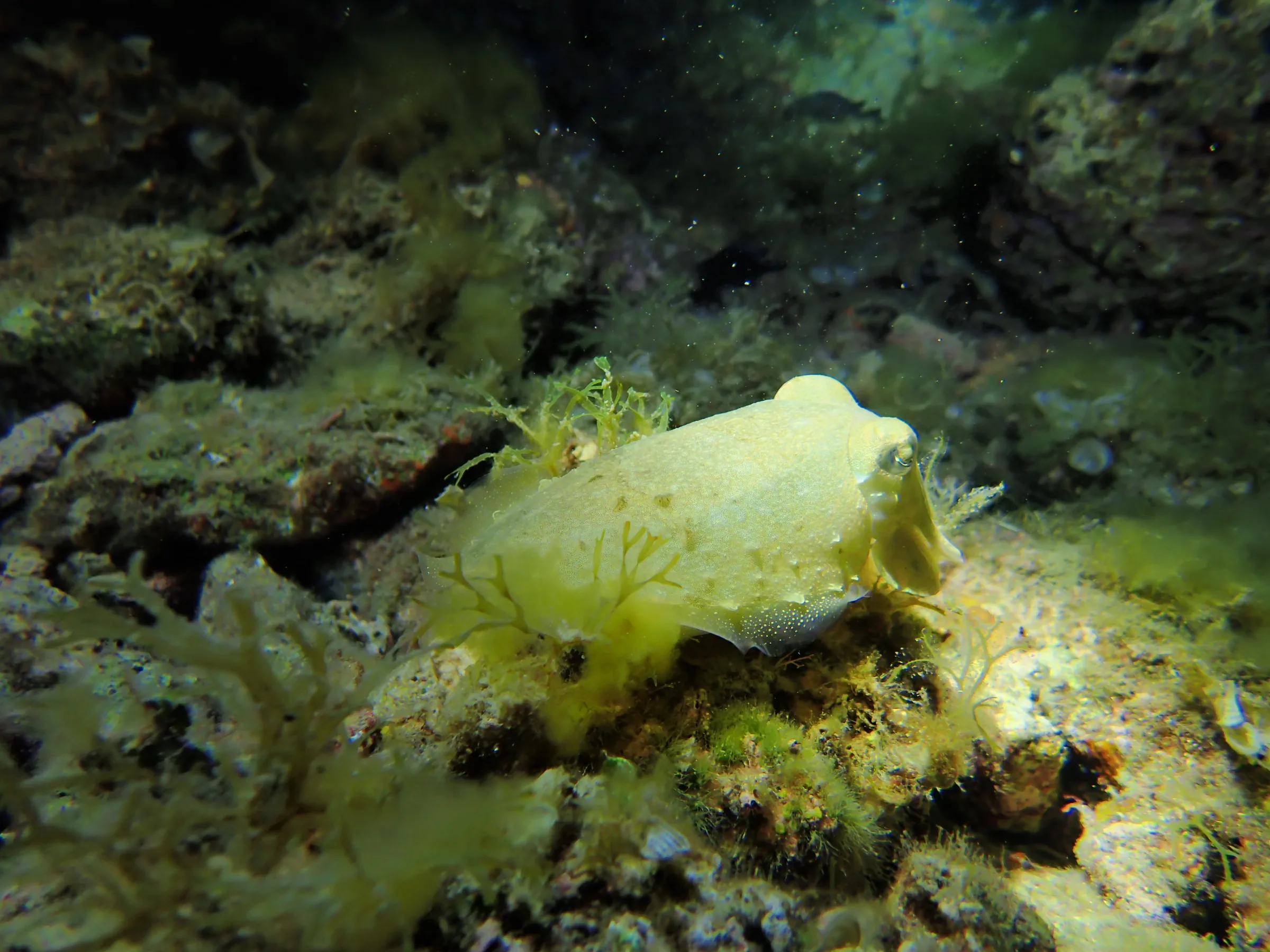 Banjole - Croazia - banjole-croazia-015.webp