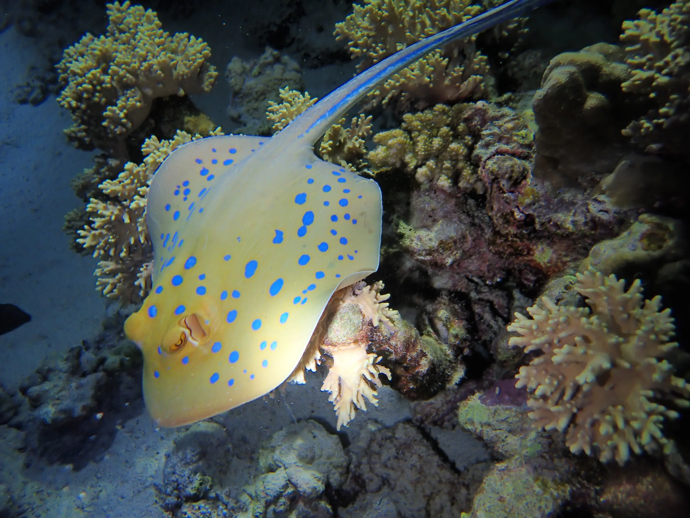 Berenice - Mar Rosso