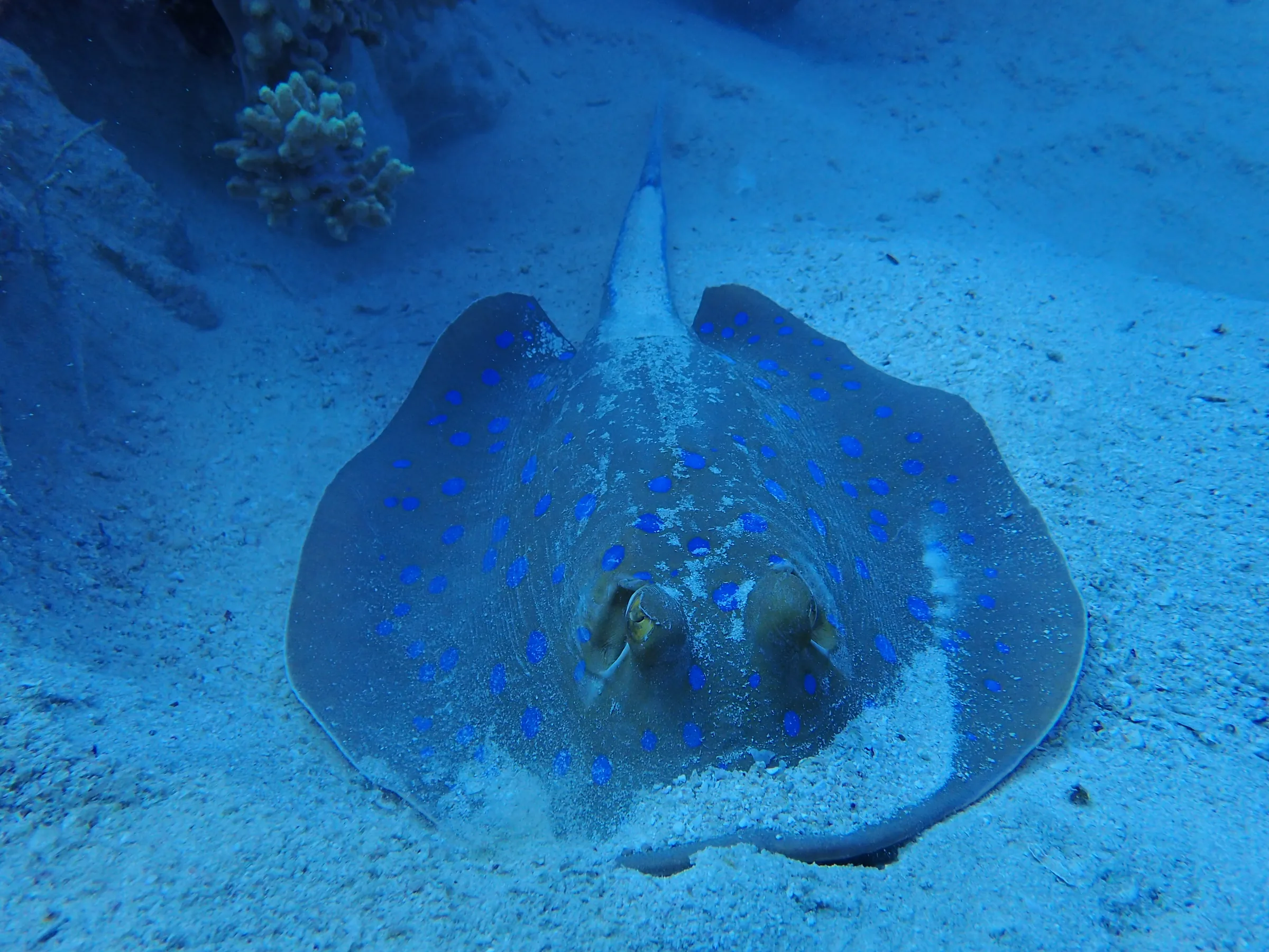 Berenice - Mar Rosso - berenice-mar-rosso-002.webp