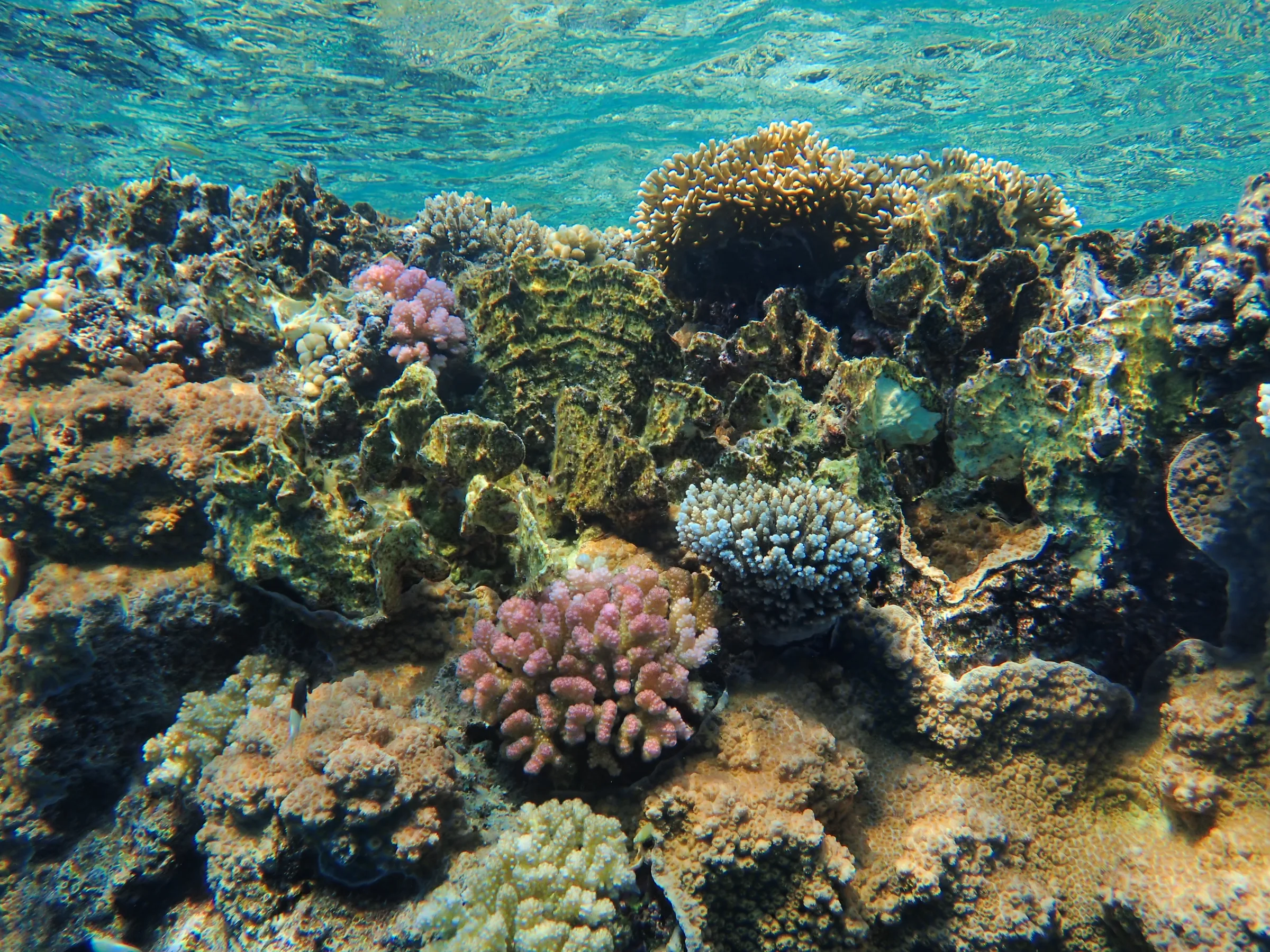 Berenice - Mar Rosso - berenice-mar-rosso-004.webp