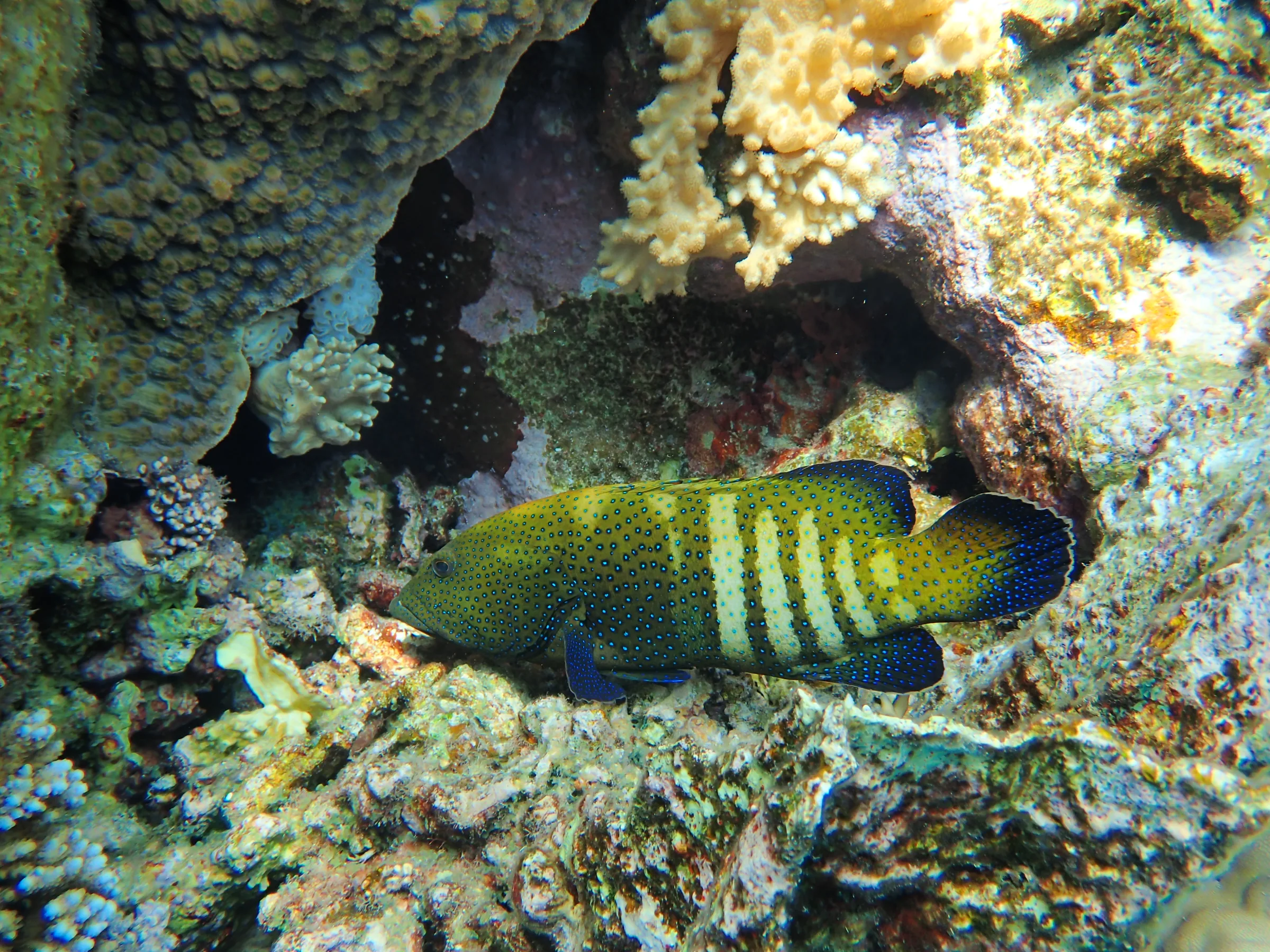 Berenice - Mar Rosso - berenice-mar-rosso-005.webp