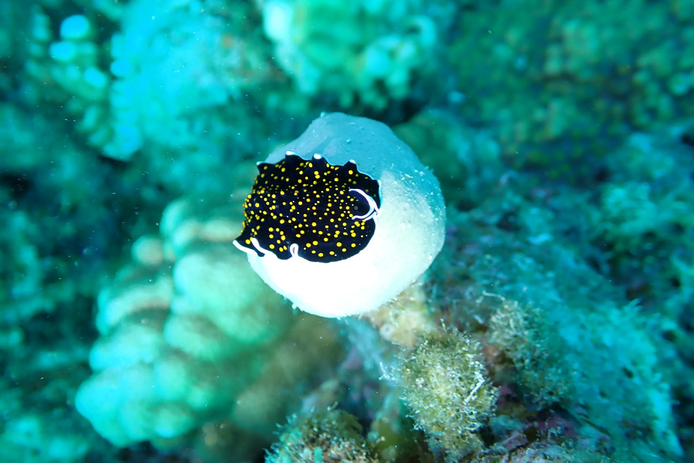 Berenice - Mar Rosso - berenice-mar-rosso-006.webp