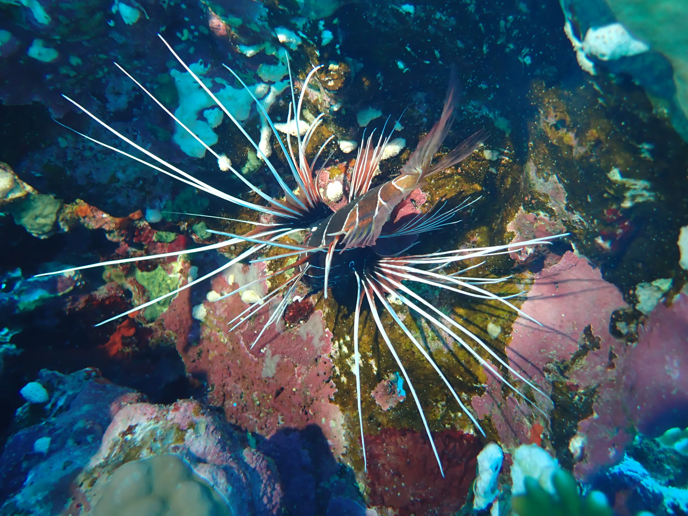 Berenice - Mar Rosso - berenice-mar-rosso-008.webp