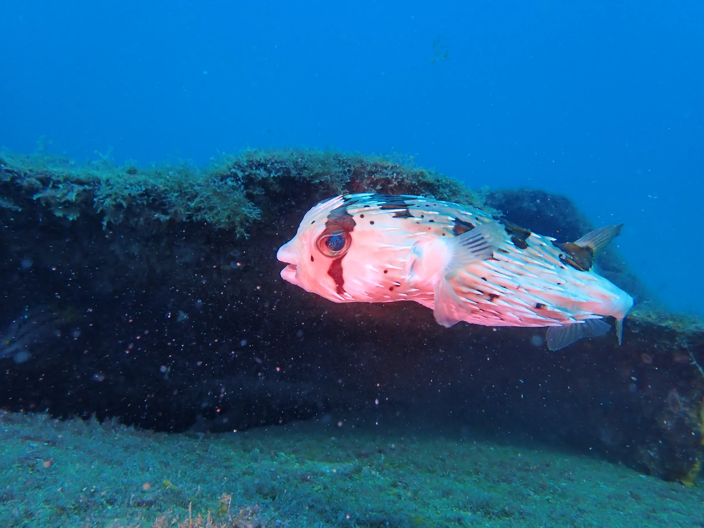 La Paz - Messico - la-paz-messico-003.webp