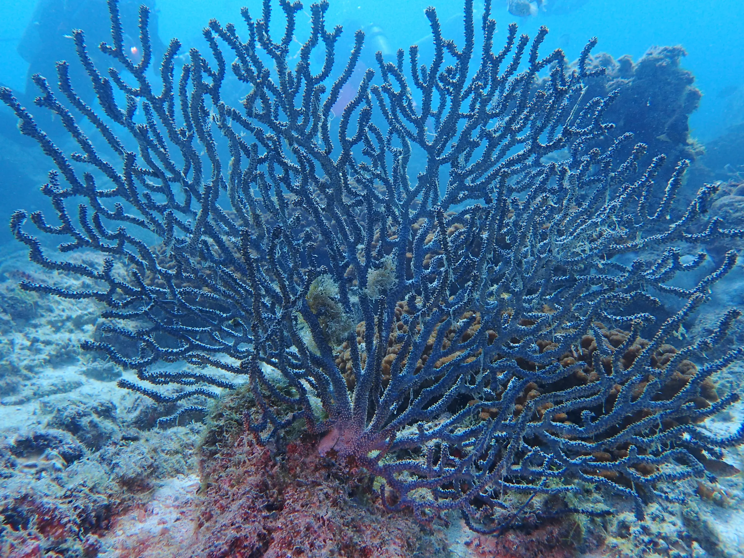 La Paz - Messico - la-paz-messico-007.webp