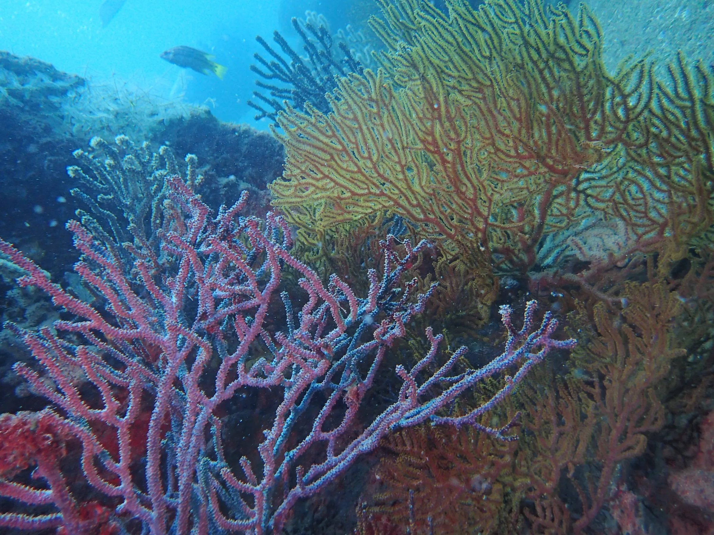 La Paz - Messico - la-paz-messico-014.webp