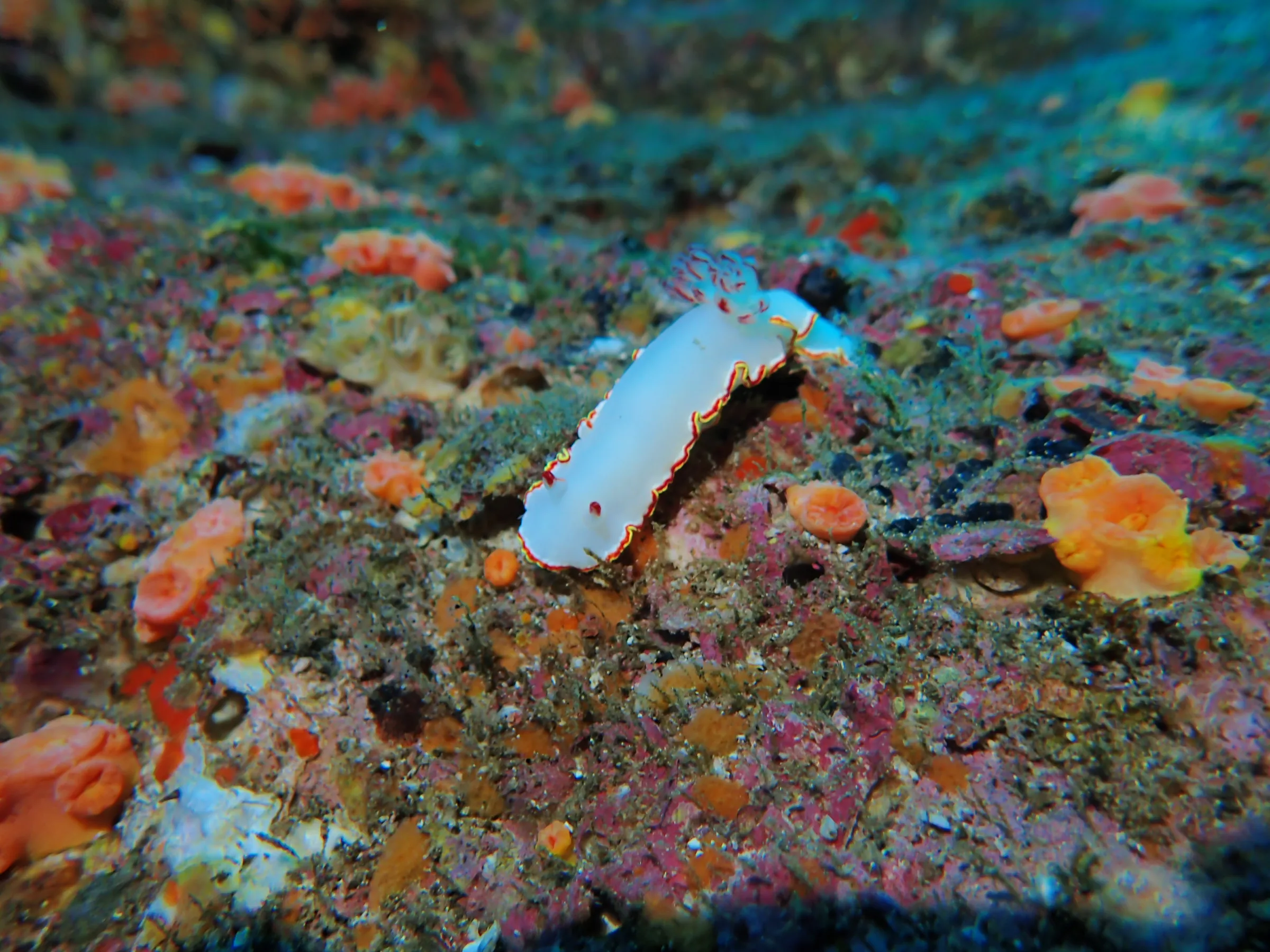 La Paz - Messico - la-paz-messico-016.webp