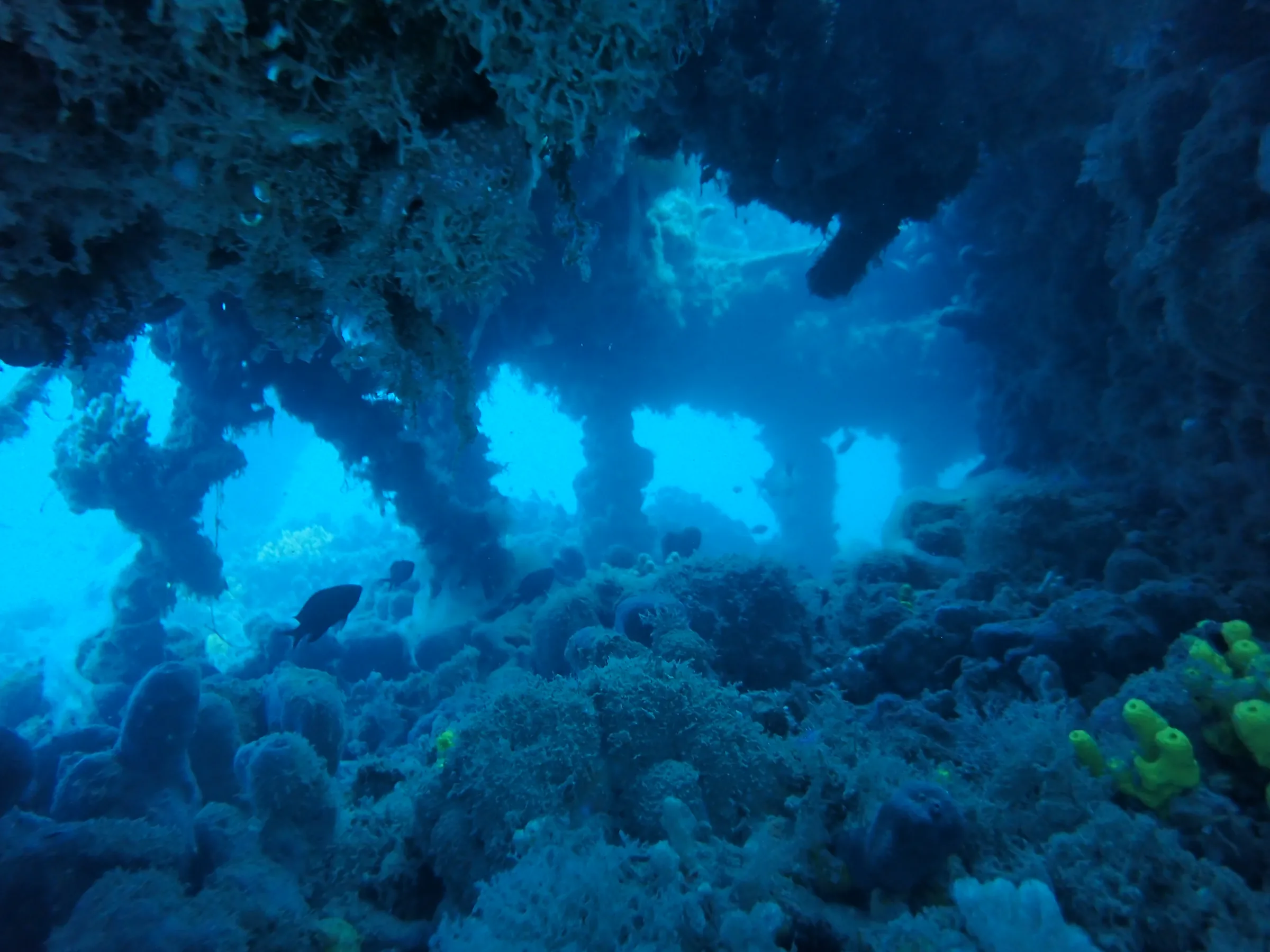 Relitto Baron Gautsch - relitto-baron-gautsch-002.webp