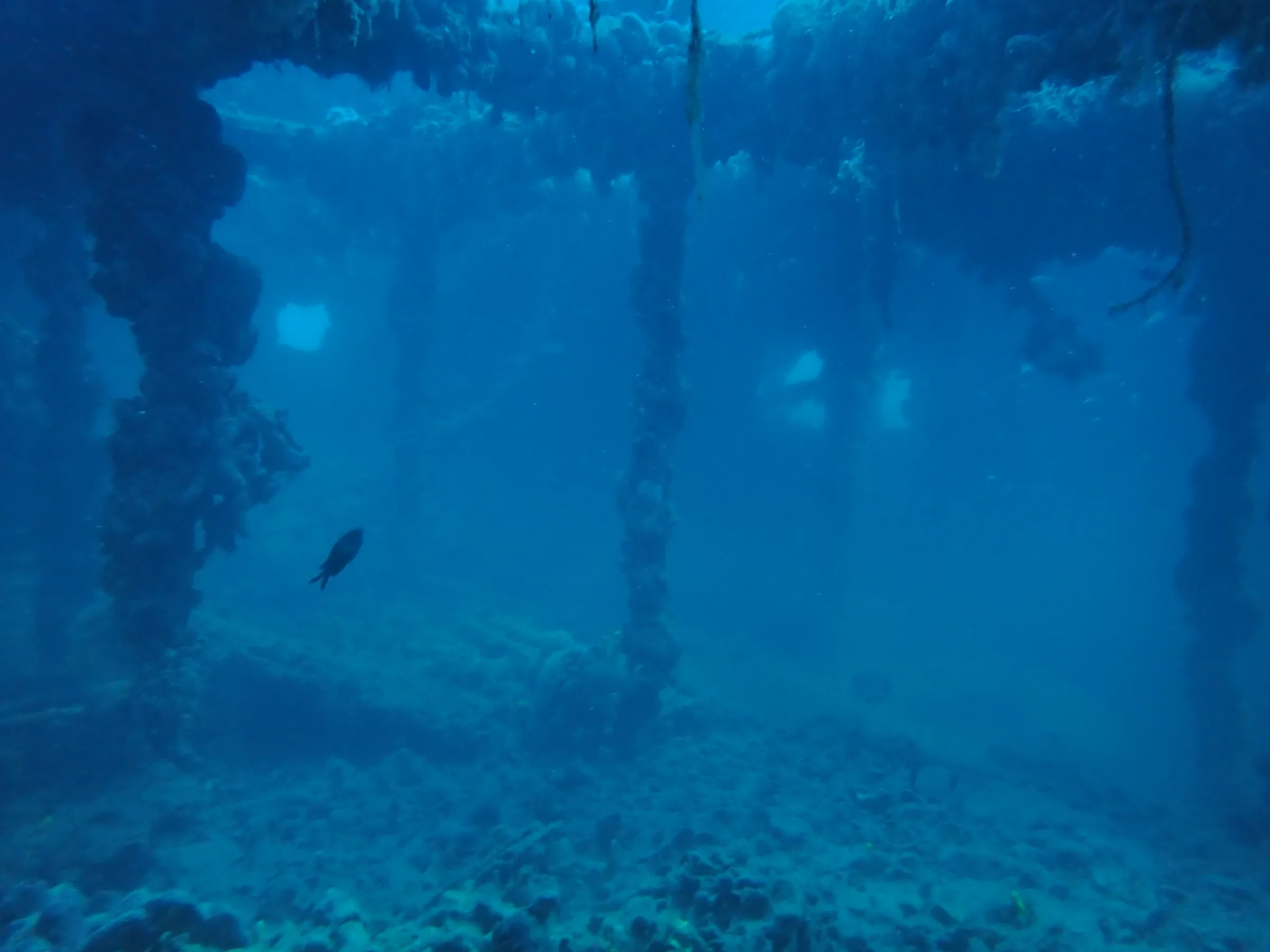 Relitto Baron Gautsch - relitto-baron-gautsch-004.webp