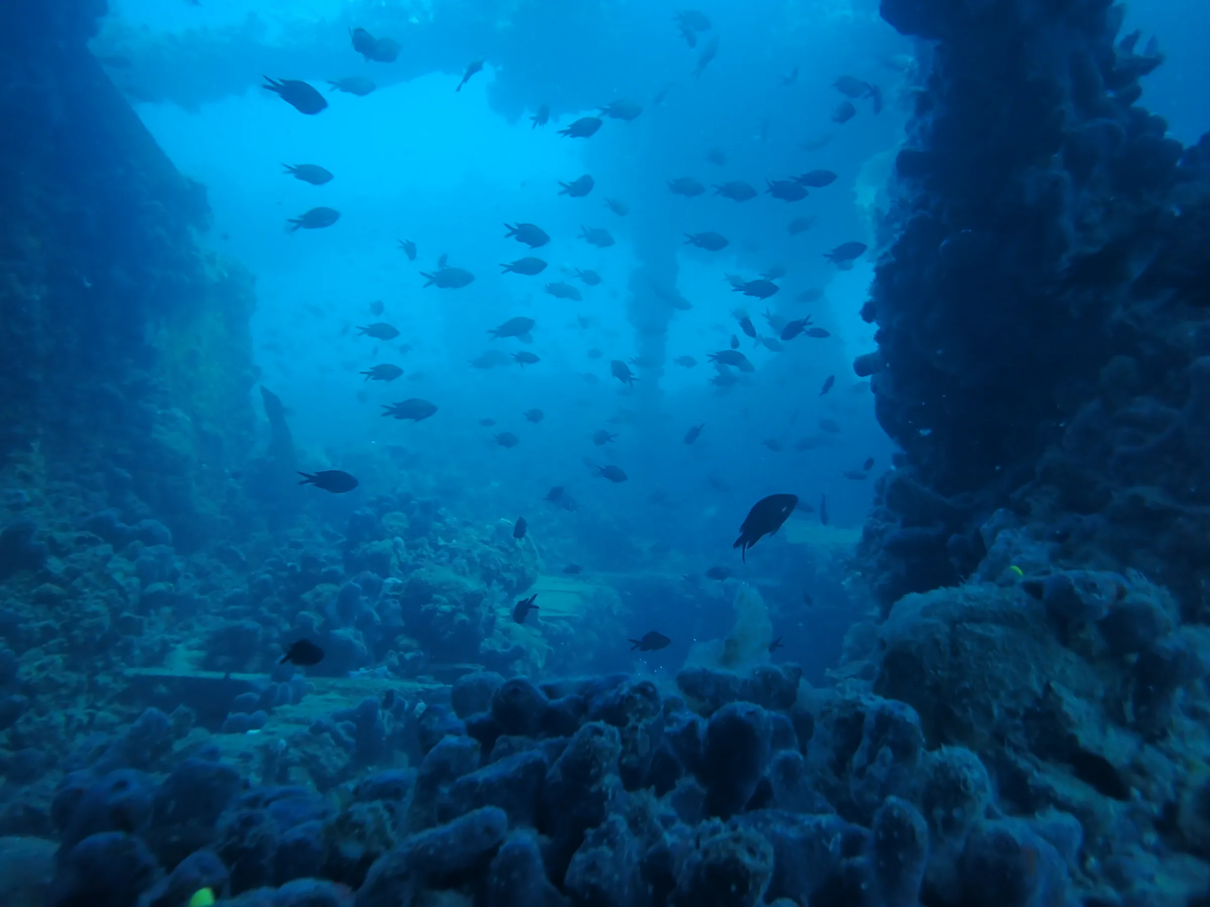 Relitto Baron Gautsch - relitto-baron-gautsch-008.webp