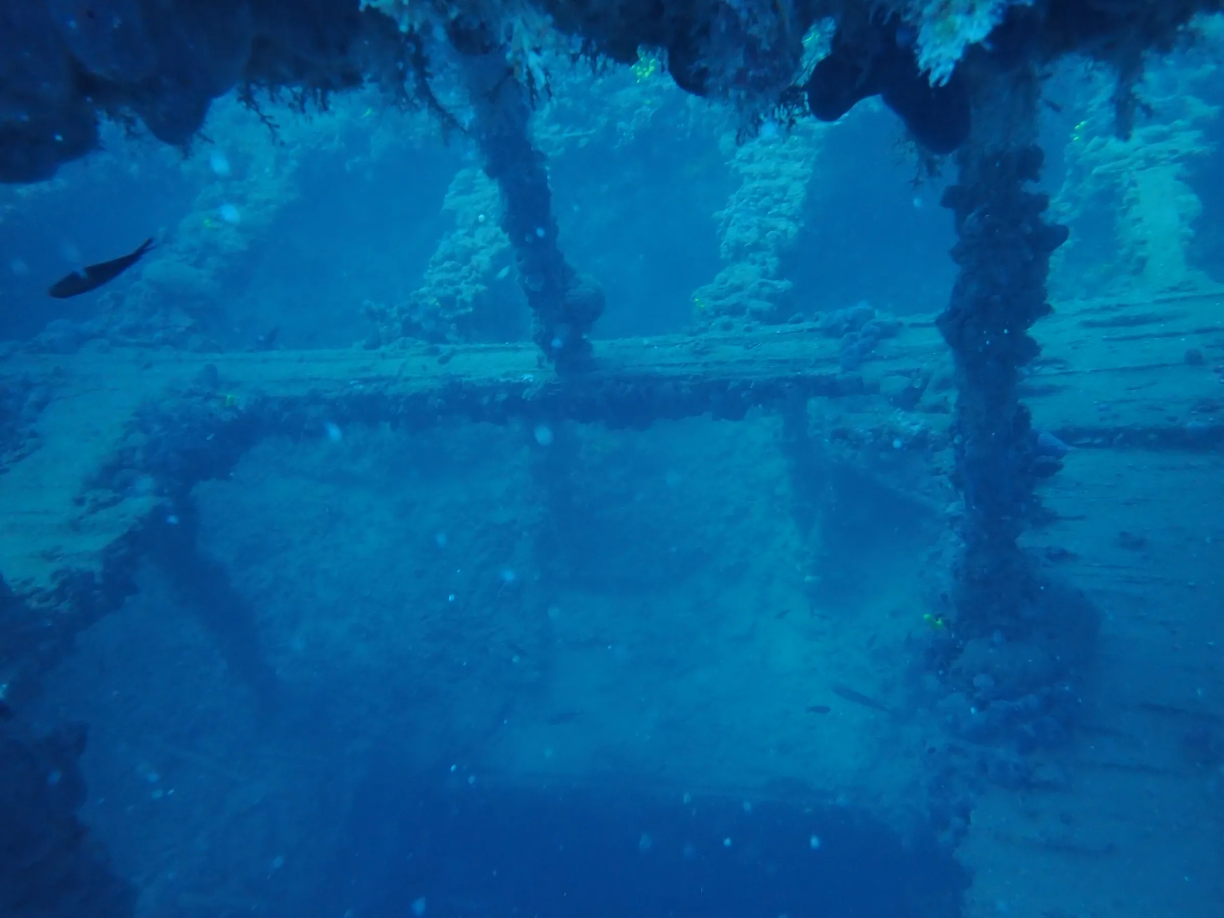 Relitto Baron Gautsch - relitto-baron-gautsch-009.webp